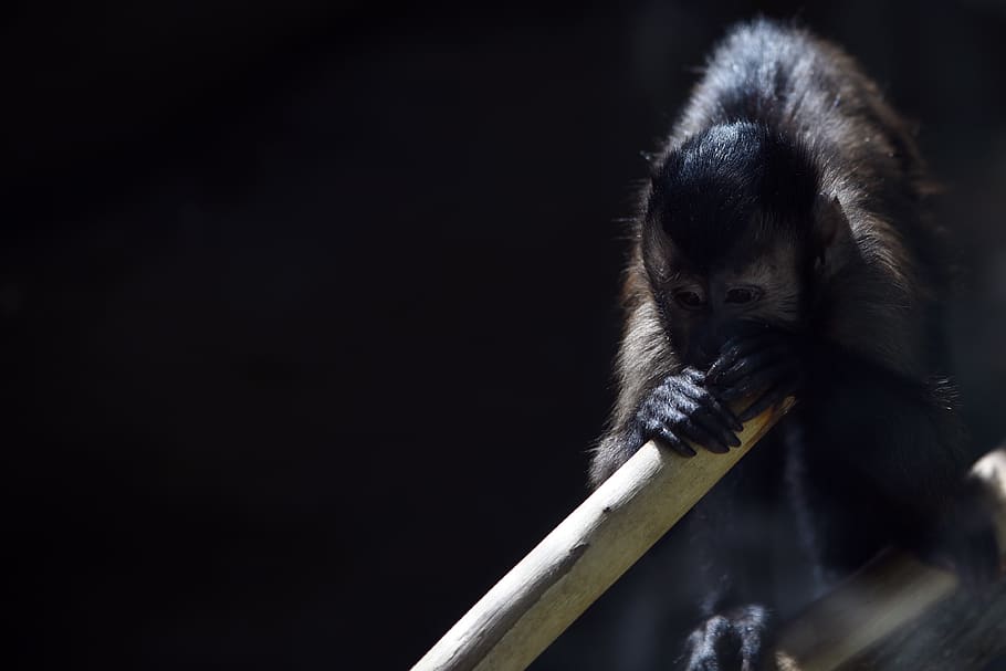 animal, monkey, emotions, sad, loneliness, one animal, animal wildlife HD wallpaper