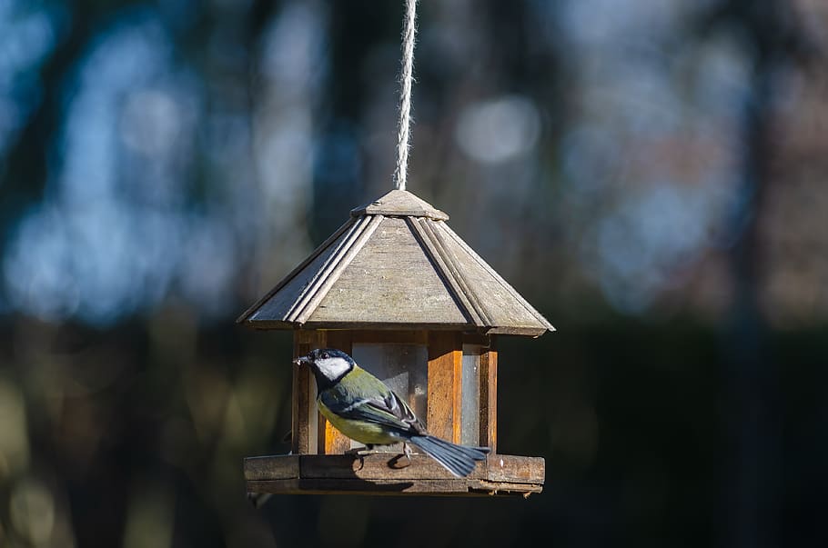 tit, blue, bird, nature, pen, colorful, green, garden, focus on foreground HD wallpaper