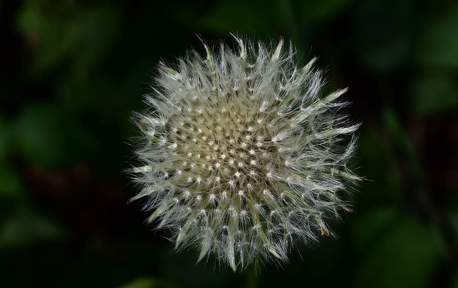 texture, flower, freshness, close-up, fragility, flowering plant HD wallpaper