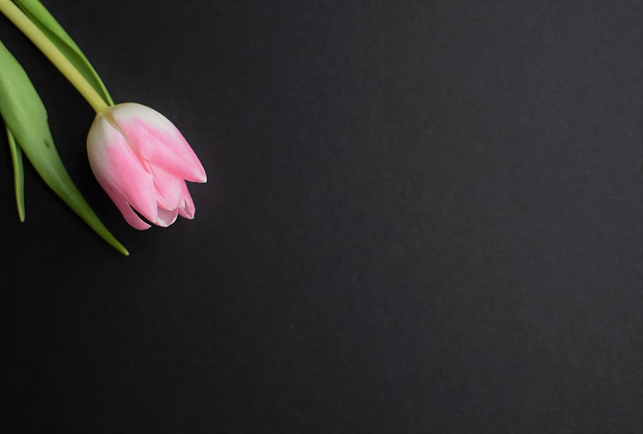 pink tulip, plant, flower, blossom, petal, spring, summer, leaf HD wallpaper