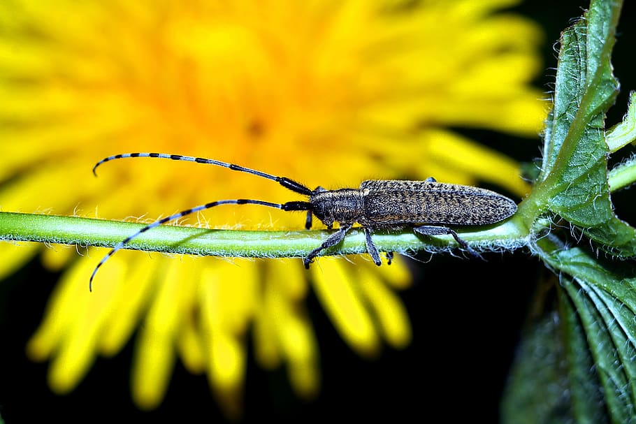 insect, macro, animal themes, animal wildlife, one animal, invertebrate HD wallpaper