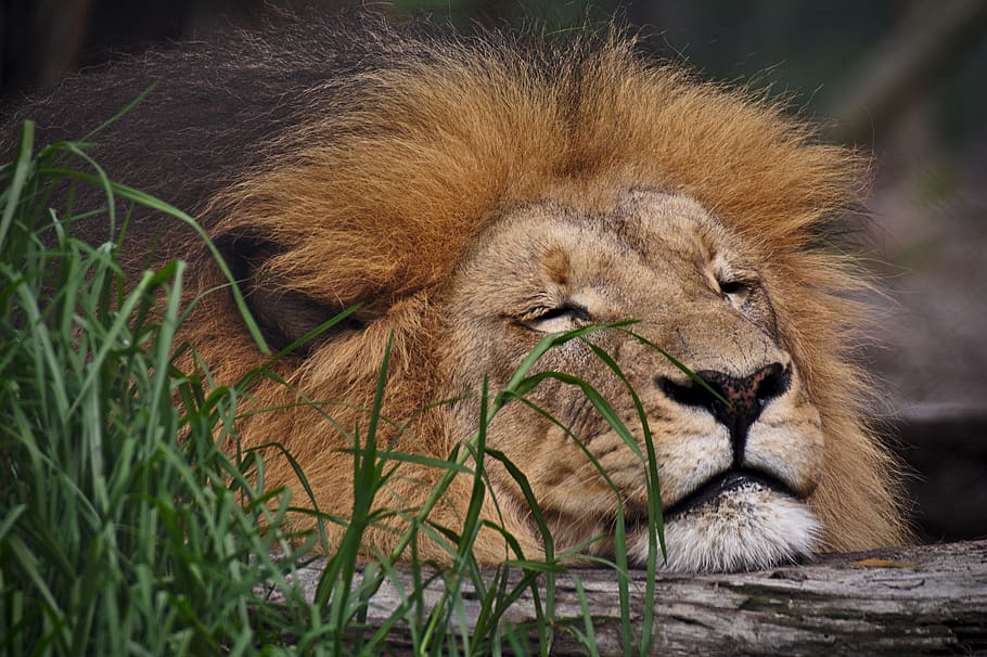 lion, sleeping, predator, wildcat, africa, portrait, cute, tired HD wallpaper