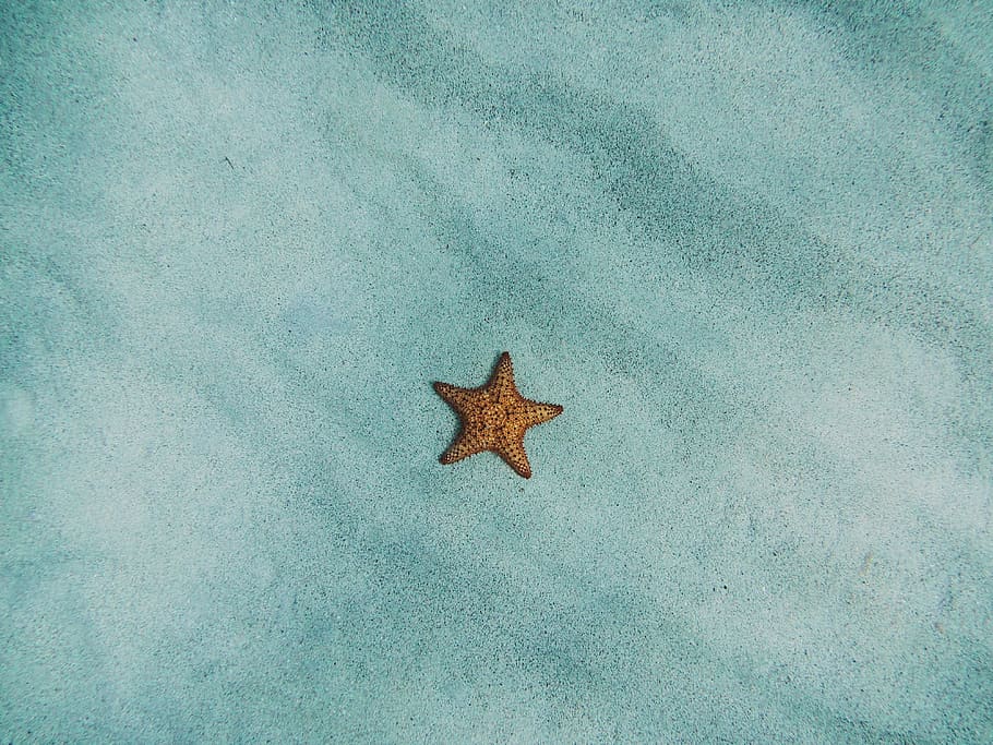 starfish, sand, sandy, beach, marine, aquatic, no people, shape HD wallpaper