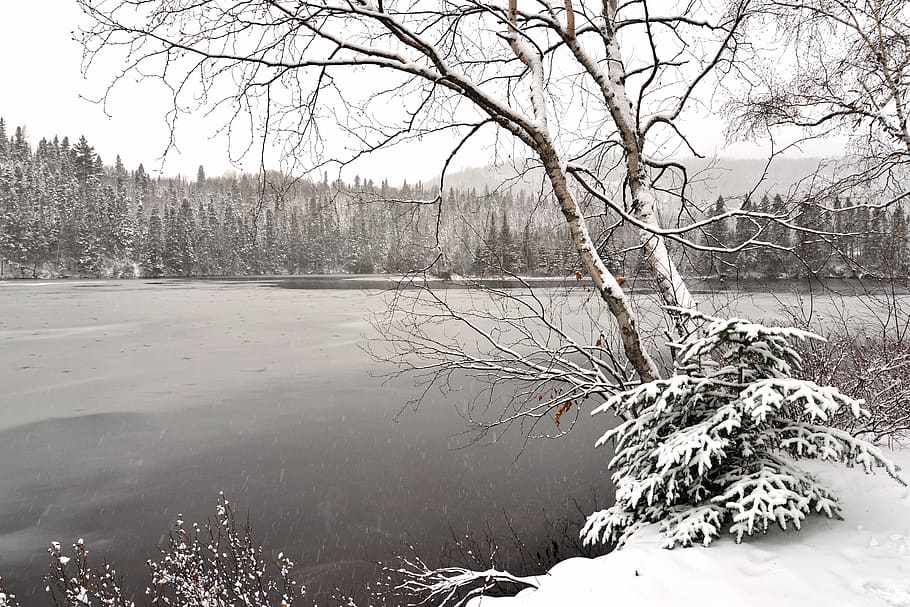 landscape, winter, cold, nature, trees, birch, snowy, white HD wallpaper