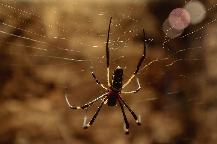 wild, spider, animal, insect, nature, web, cobweb, design, texture HD wallpaper
