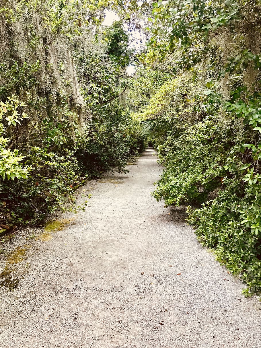 path, wood, wooded, forest, spanish moss, miss, tree, green HD wallpaper
