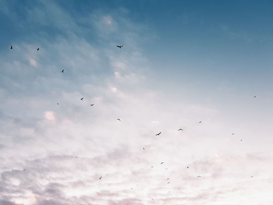 chile, viña del mar, sky, group of animals, vertebrate, animal themes HD wallpaper