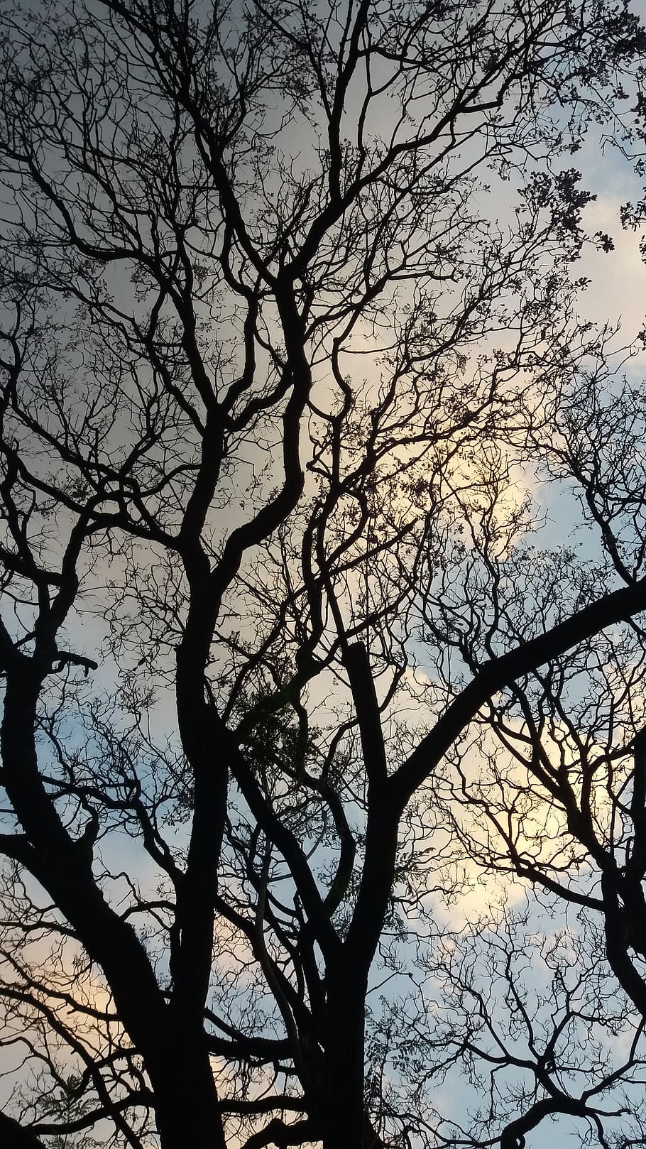 nature, tree, relax, happy, mexico, branch, sky, bare tree HD wallpaper