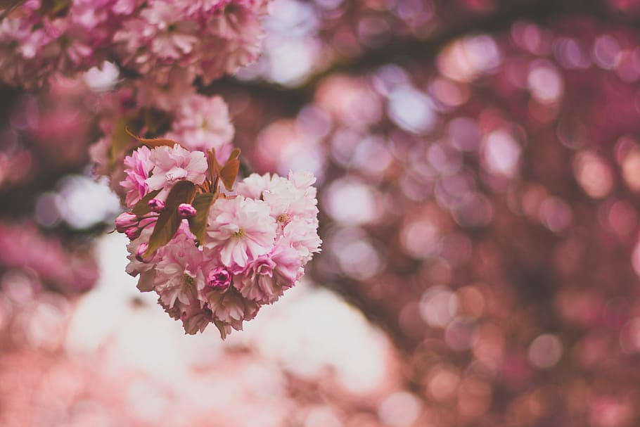 Selective Focus Photography of Pink and White Petaled Flowers HD wallpaper