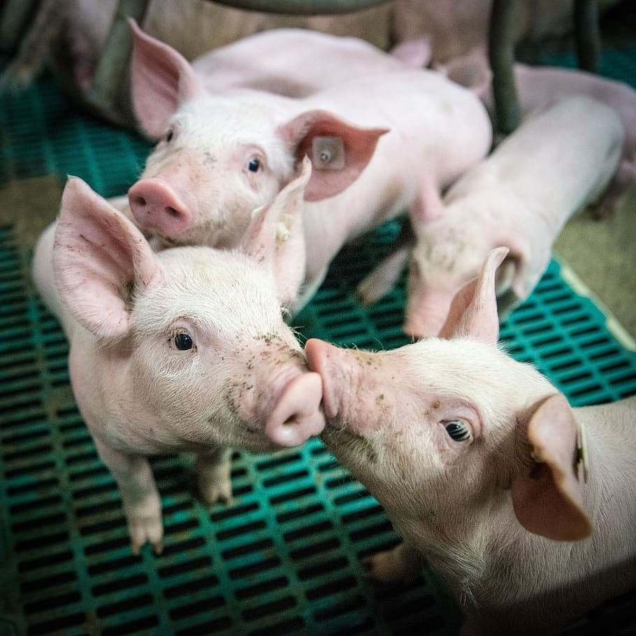 HD wallpaper: piglet, piglet barn, stall, animal husbandry, farm,  agriculture | Wallpaper Flare