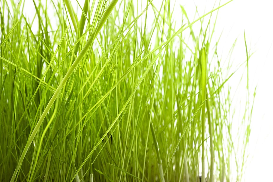 grass, green, growth, idyllic, isolated, lawn, macro, meadow HD wallpaper