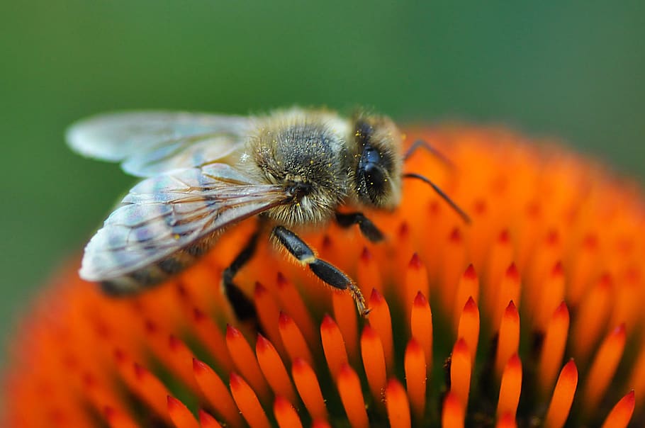 bee, insect, animal, feeding, pollen, pollination, nectar, honey wings HD wallpaper