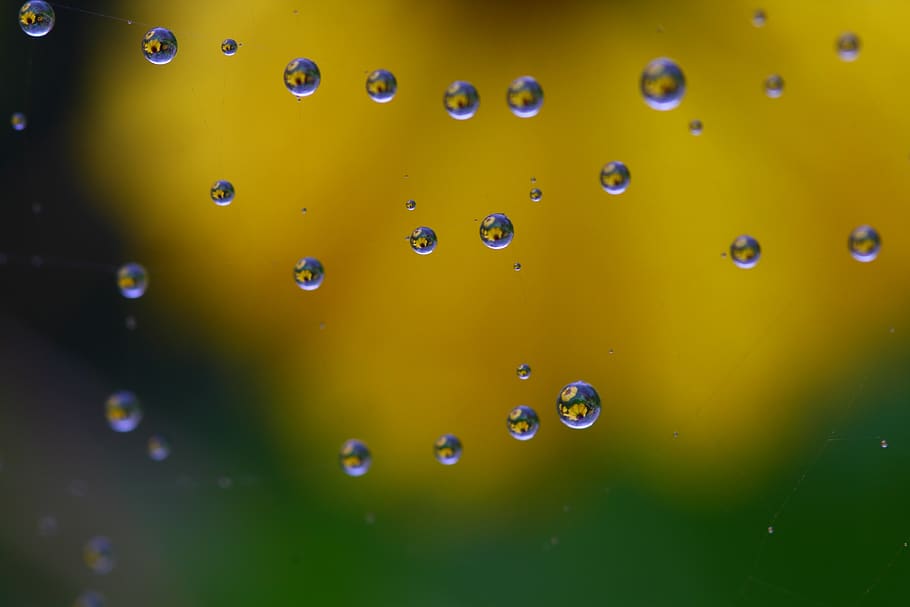 raindrop, flower, cobweb, blossom, bloom, plant, nature, close up HD wallpaper