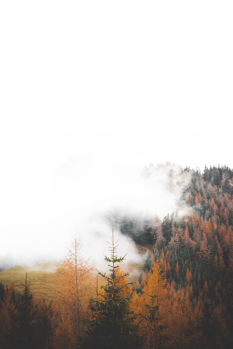 green trees, plant, beauty in nature, sky, tranquility, tranquil scene HD wallpaper