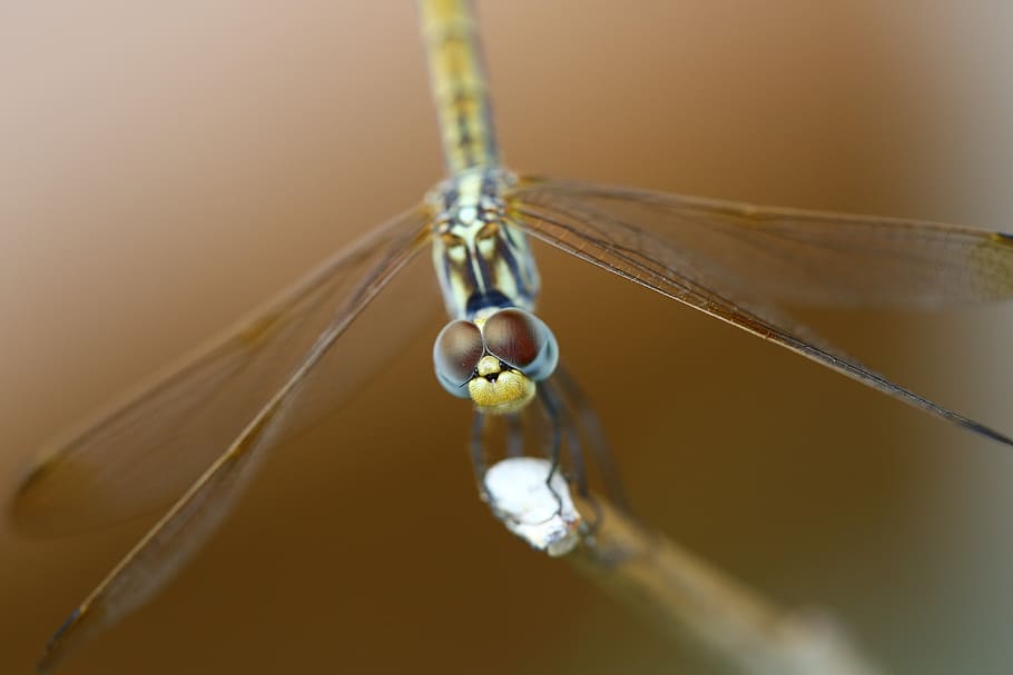bug, nature, insect, wings, dragonfly, macro, animal, animal themes HD wallpaper