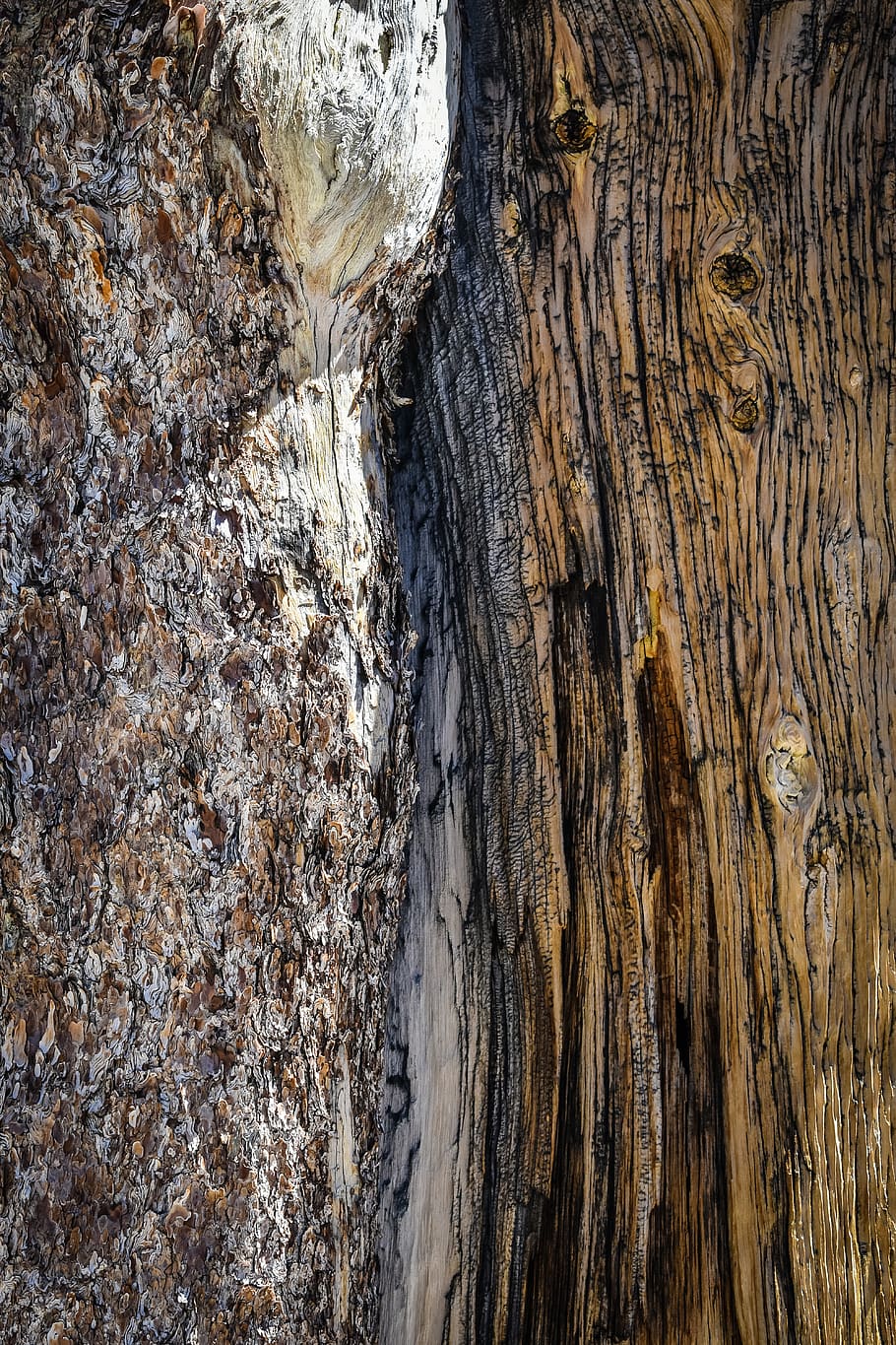 texture, trees, love, desert, hiking, nature, beautiful, textured HD wallpaper
