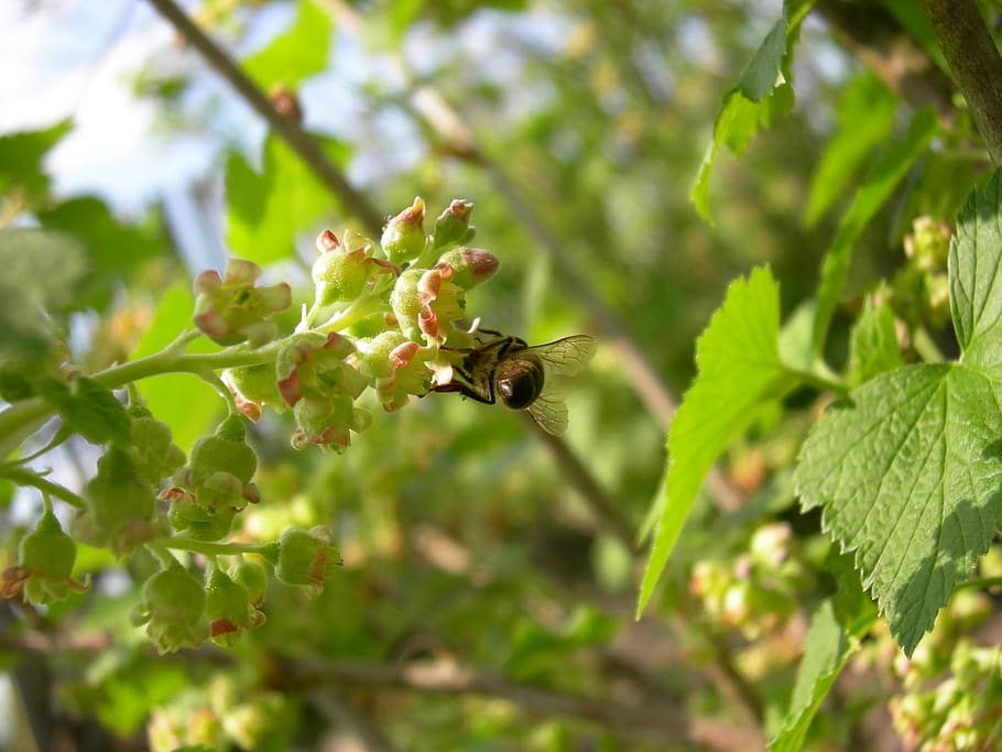 ukraine, nastashka, animal themes, animal wildlife, invertebrate HD wallpaper