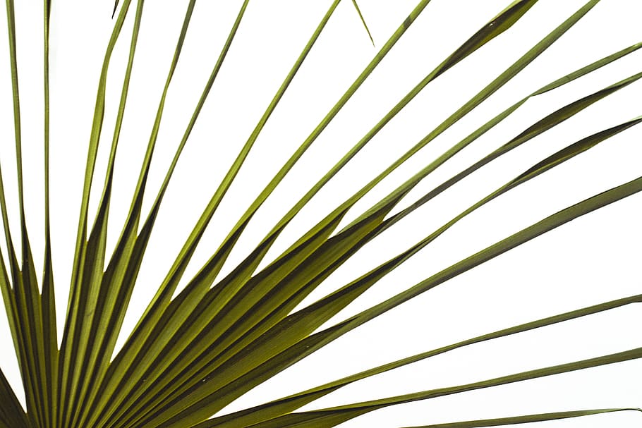 fern, leaf, green, whitespace, palm, palmtree, simple, palm leaf HD wallpaper