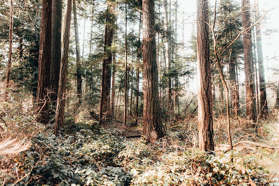 trees on forest during daytime, vegetation, plant, land, woodland HD wallpaper