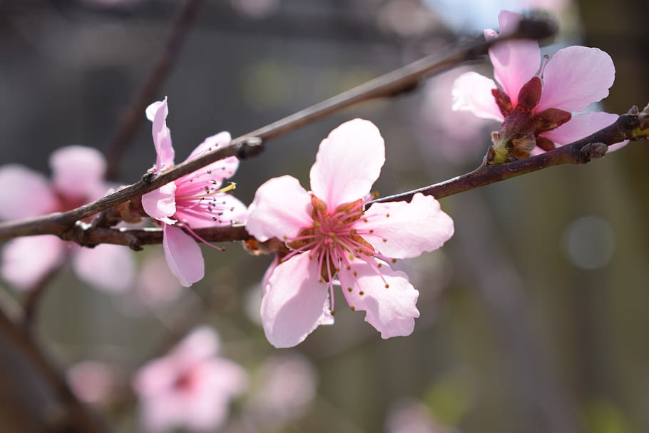 spring, flowers, pink, nature, beauty, blooming, flora, garden HD wallpaper