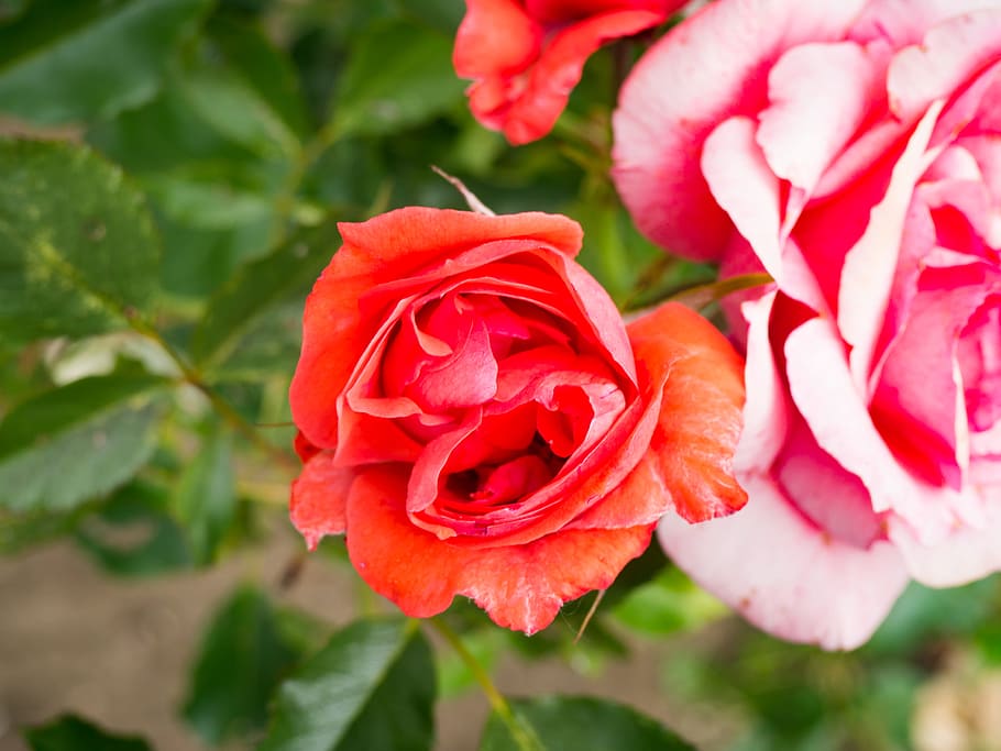 Red Roses, Flowers, Macro, Nature, Spring, Summer, garden, leaves HD wallpaper