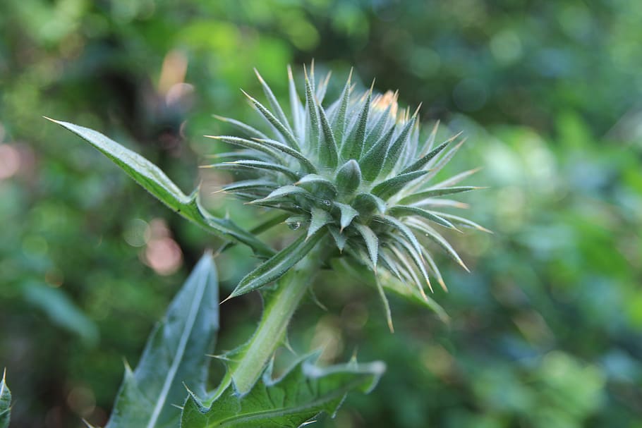 thistle, green, thistles, growth, plant, green color, beauty in nature HD wallpaper