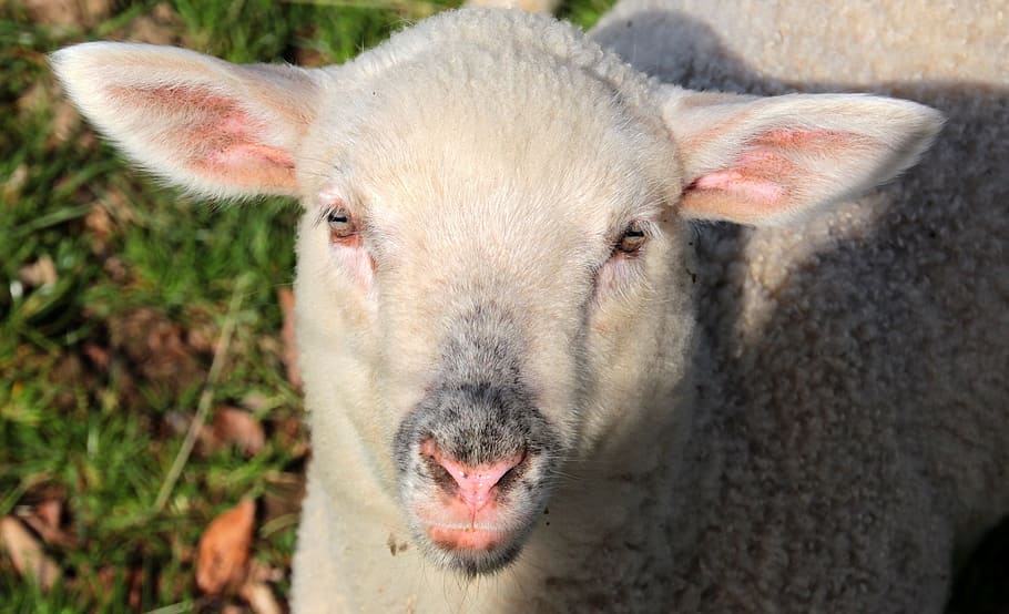 flock, herd, lamb, wool, sheep, animal, wild, nature, farm HD wallpaper