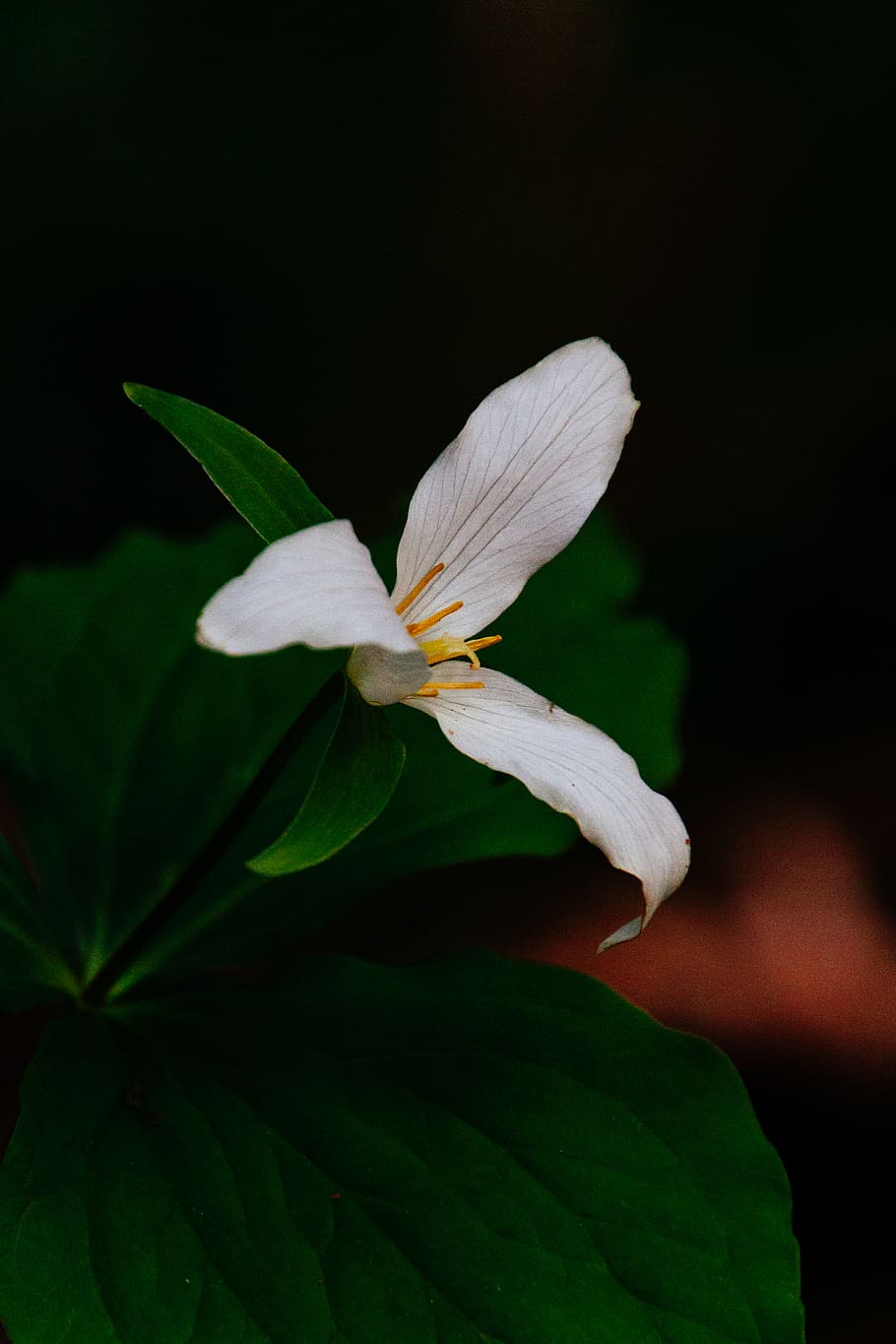 white-petaled flower, plant, blossom, pollen, acanthaceae, twin rocks HD wallpaper