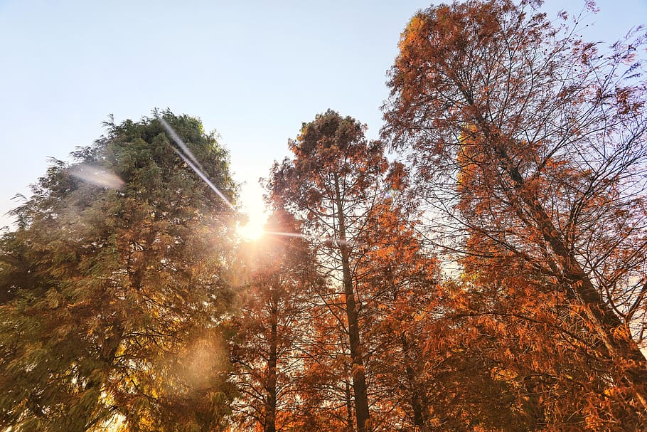 tree, forest, sunny, landscape, green, leaves, light, atmosphere HD wallpaper