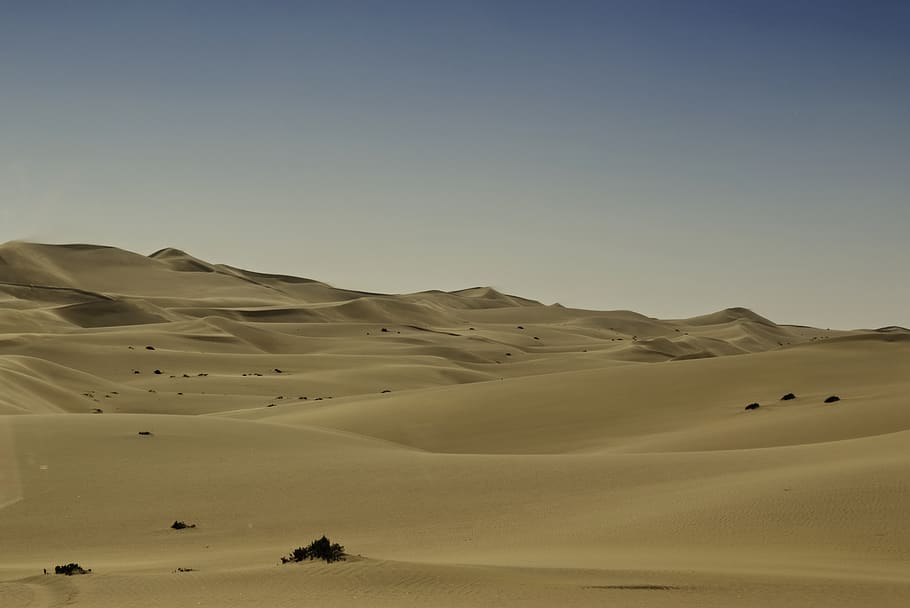 brown sand, soil, nature, outdoors, dune, desert, bird, animal HD wallpaper