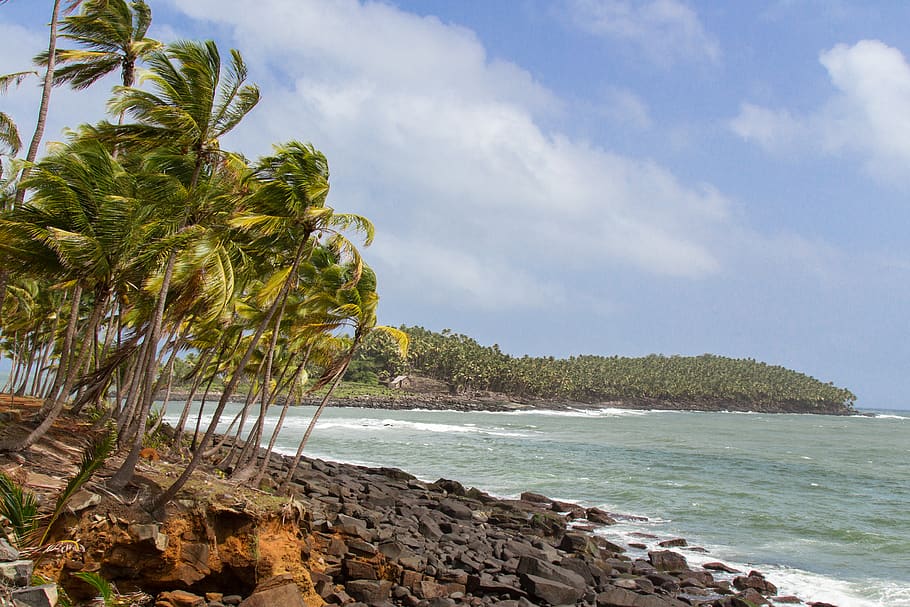 îles du salut, french guiana, guyana, island, coconut, tree, HD wallpaper
