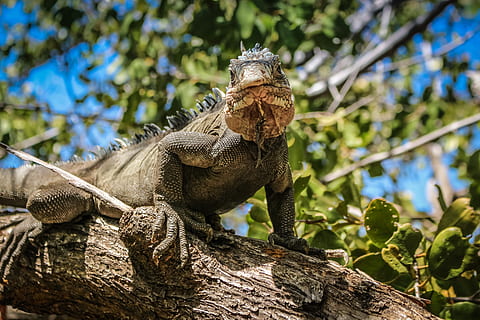 green iguana, reptile, animal, lizard, martinique, ilet chancel HD wallpaper