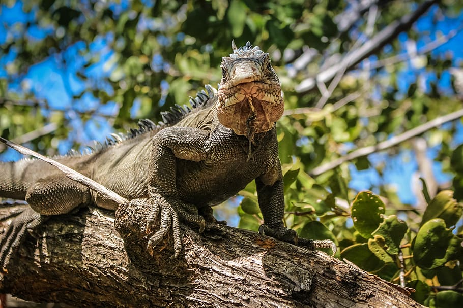 green iguana, reptile, animal, lizard, martinique, ilet chancel HD wallpaper