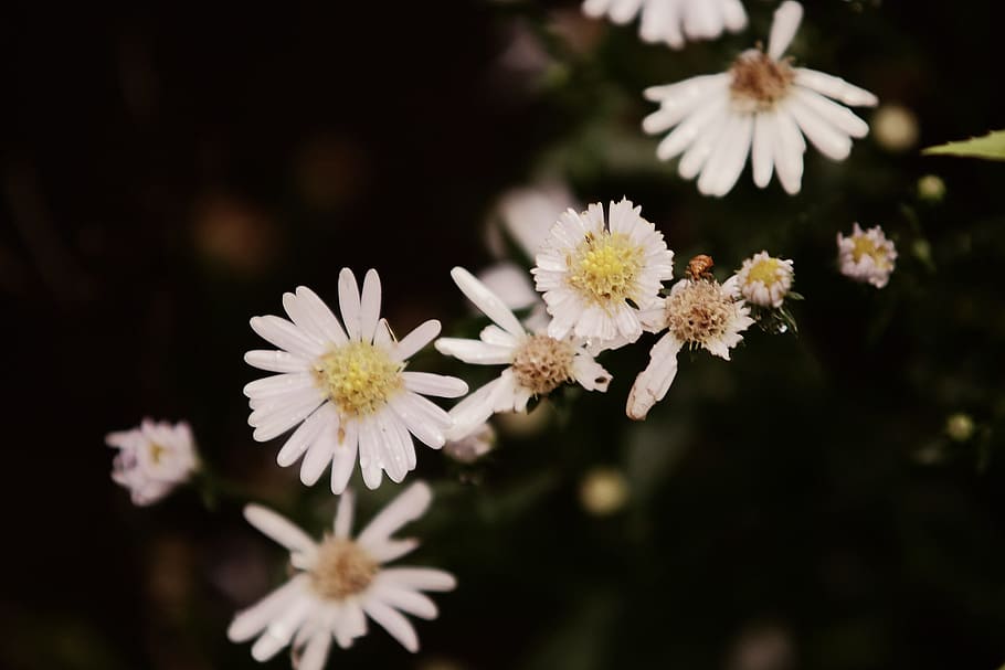 black, bloom, blossoms, daisies, flowers, petals, white, yellow HD wallpaper