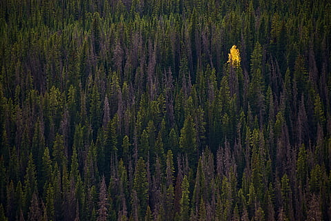 tree lot, forest, solo, lonely, single, singular, yellow, green HD wallpaper