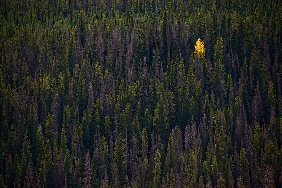 tree lot, forest, solo, lonely, single, singular, yellow, green HD wallpaper