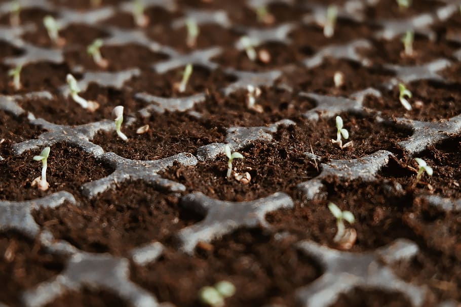 closeup photo of green leaf plants, seedling, earth, soil, new