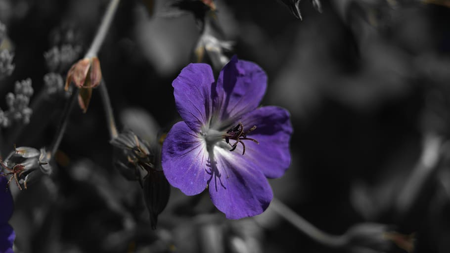 flower, purple, macro, bokeh, sony alpha, a7rii, flowering plant, HD wallpaper