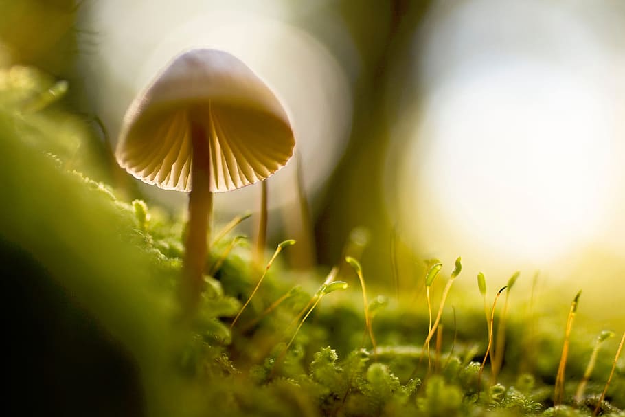 nature, macro, mushroom, plants, green, fungus, beauty in nature HD wallpaper
