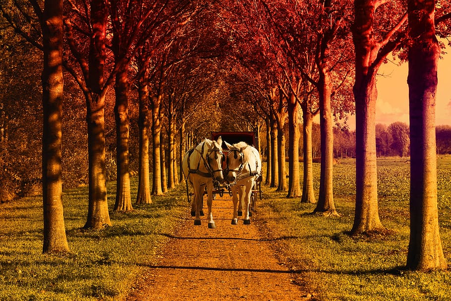 field, former, tree, green, horses, trolley, wood, path, prairie HD wallpaper