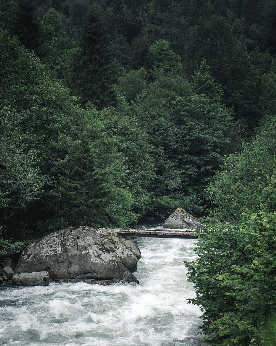 River on the Forest Photography, bridge, daylight, environment HD wallpaper