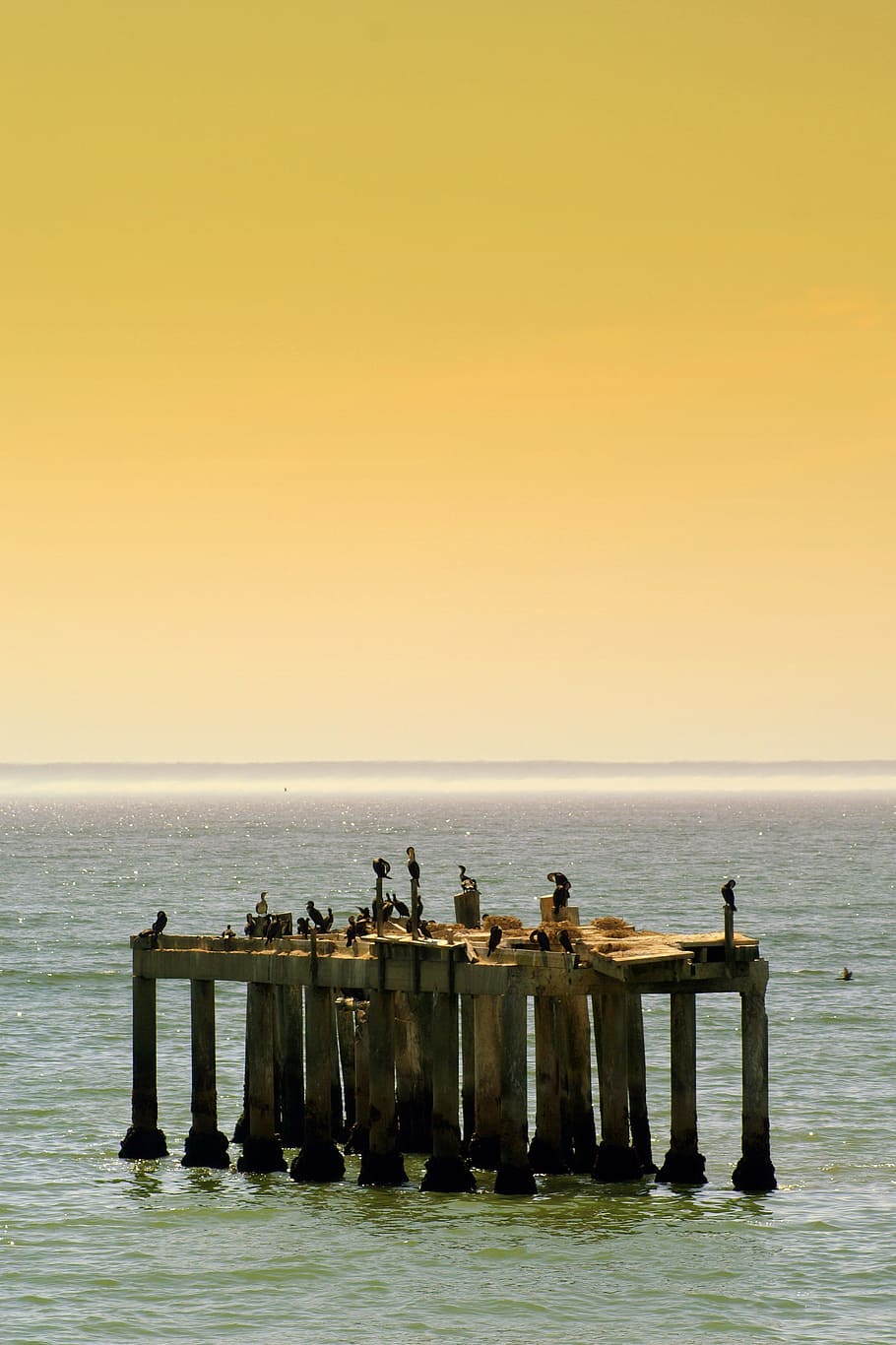 Birds on Brown Wooden Dock, beach, bridge, dawn, daylight, duikers HD wallpaper