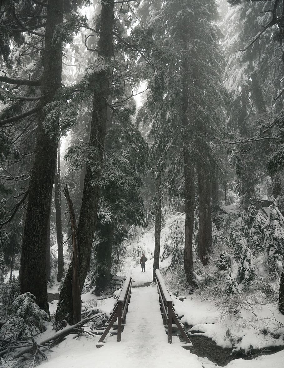 snow covered pathway between trees, plant, cold temperature, winter HD wallpaper