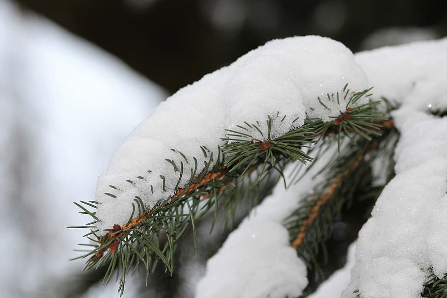 HD wallpaper: pine tree, branch, snow, winter, cold, white, green, wood