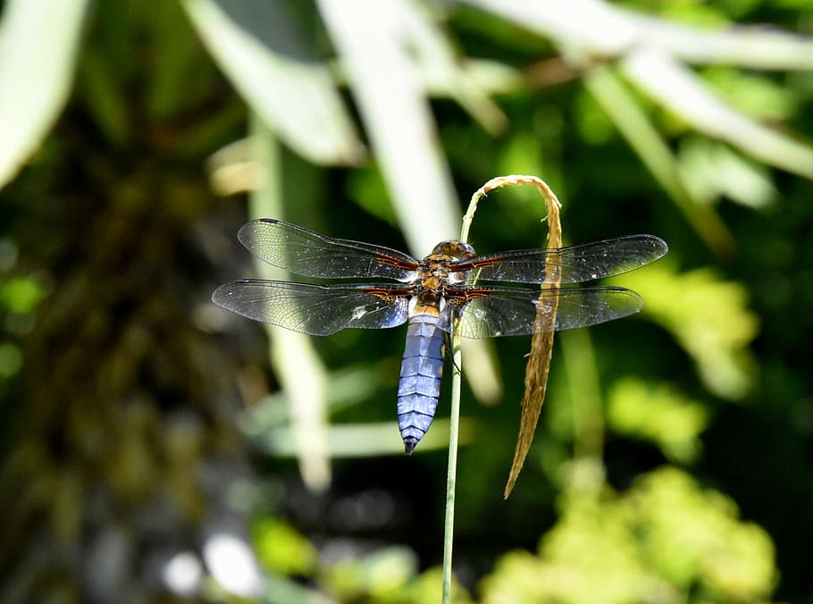 insect, invertebrate, animals in the wild, animal wildlife HD wallpaper