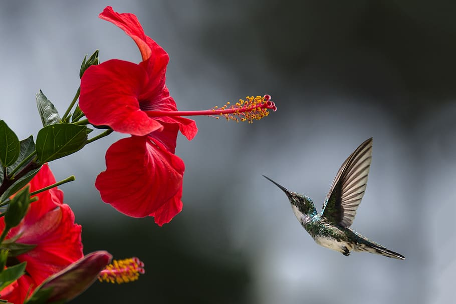 Brown Hummingbird Selective Focus Photography, beautiful, beautiful flowers, HD wallpaper