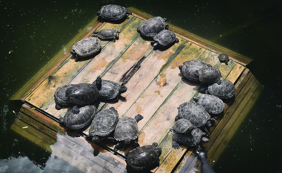 russia, turtle, water, high angle view, no people, nature, wood - material HD wallpaper