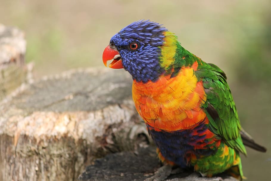 parrot, close up, lorikeet, trichoglossus rainbow, bird, blue, HD wallpaper