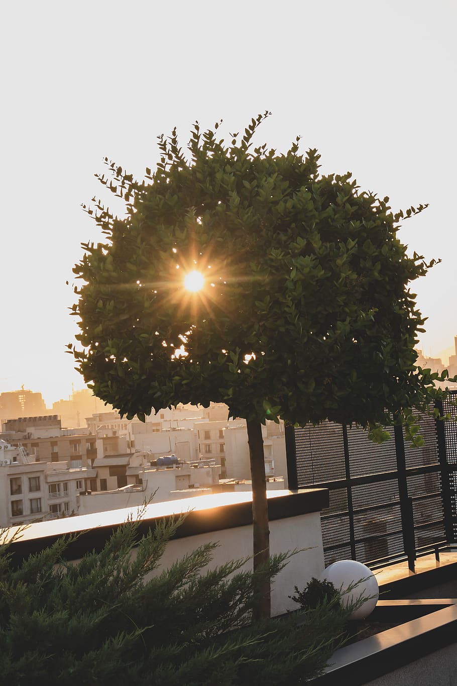 iran, tehran, darrous, plant, tree, sky, architecture, sun HD wallpaper