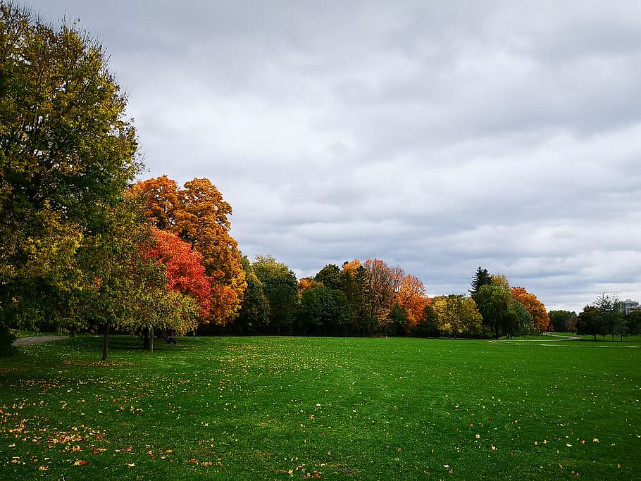 grass, plant, field, tree, grassland, outdoors, ottawa, lawn HD wallpaper